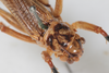 CollectionObject 1506461; 9ec82bb6-3b98-4b2e-b745-47bd3137269d: female, dorsal view (syntype). (CollectionObject).