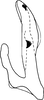 Aedeagus, lateral view on Bonaspeia longiacta Davies, 1987: Aedeagus, lateral view (holotype). (Observation).