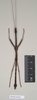 CollectionObject 1559490; dea99648-272c-4cb4-ad25-8011f635fffe: copyright Natural History Museum, London. male of synonym Lonchodes megabeast (paratype). (CollectionObject).;CollectionObject 1559491; 4fdcf7e7-ecb2-4223-a4b5-815c99f9356c: copyright Natural History Museum, London. male of synonym Lonchodes megabeast (paratype). (CollectionObject).