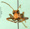 CollectionObject 1501226; c602135b-8dd0-4bf8-a673-809440a5625d, DORSA BA000503S01: male, frontal view (syntype). (CollectionObject).
