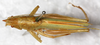 CollectionObject 1576642; NMW 22052, 54e50fc9-4298-425f-950e-d65cfb3c081e: male, dorsal view. (CollectionObject).