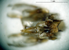 CollectionObject 1503515; 35bfde83-e713-43d5-8f69-6c0be959e22e: phallus, apical view (holotype). (CollectionObject).