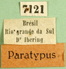 CollectionObject 1500264; d6d1cc3c-afba-4595-8d60-b1a11ac1a992, MfN 7121: labels (paralectotype). (CollectionObject).
