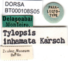 CollectionObject 1502882; 92334c86-0b07-4402-9f0d-456b88cec637: labels (paralectotype of Tylopsis inhamata). (CollectionObject).