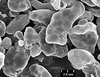 Brochosomes: !! display not done !! on Homalodisca ichthyocephala (Signoret, 1854): HD104 | Mexico | USNM. (Observation).