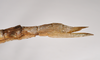 CollectionObject 1556991; c99f642c-06e2-4d37-a7d6-2016fad93fc7: copyright ZMB, Berlin. female: end of abdomen, lateral view of Acanthoderus cornutus (syntype). (CollectionObject).;CollectionObject 1556992; 4054a909-f579-40f6-9dcc-72cb0887fbc8: copyright ZMB, Berlin. female: end of abdomen, lateral view of Acanthoderus cornutus (syntype). (CollectionObject).