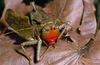 CollectionObject 1576936; CHY101, 20caf88a-374b-494e-8c57-35483a5c0d57: male, frontal view. (CollectionObject).