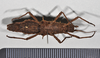 CollectionObject 1558289; NHMUK(SF IMPORT DUPLICATE) BMNH(E)845354, e1c4632b-fddb-4395-82e7-489e6398b8c9: copyright Natural History Museum, London. female, ventral view (holotype). (CollectionObject).