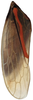 Forewing on Brazosa appendiculata Linnavuori & DeLong, 1976: male. (Observation).
