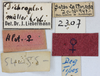 CollectionObject 1515070; dc26d689-2117-4806-85ec-22ac2abec597: labels (allotype). (CollectionObject).