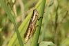 FieldOccurrence 3660; 9e0a53f8-1418-439a-9f56-1417f17dbb0a; Argentina: Buenos Aires
La Plata, Bosque, 2022/01/30: female (January 2022). (FieldOccurrence).