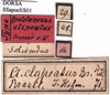CollectionObject 1530688; 421f35a5-8f55-45f6-b0fc-4931477e9724: labels (syntype). (CollectionObject).