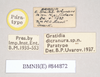 CollectionObject 1557945; 82488c0f-5e00-477b-9c3f-05536d232a06: copyright Natural History Museum, London. male, data labels (paratype). (CollectionObject).;CollectionObject 1557946; c99e70f7-516a-4c8c-9245-478afe0d9f52: copyright Natural History Museum, London. male, data labels (paratype). (CollectionObject).