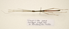 CollectionObject 1595879; 48fe00a3-d836-4a56-be3a-46e9d009673b: copyright LKCNH Singapore. male, dorsal view (paratype). (CollectionObject).