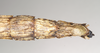 CollectionObject 1560674; NHMUK(SF IMPORT DUPLICATE) 844812, 9c13f179-7751-4b0e-a215-d04faf4989ed: copyright Natural History Museum, London. female: end of abdomen, ventral view of Oxyartes lamellatus (lectotype). (CollectionObject).