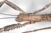 CollectionObject 1556975; b896c180-471c-4a8d-b0c1-e07fda41ccd0: copyright ZSMC, Munich. female: head, dorsal view (paratype). (CollectionObject).;CollectionObject 1556976; aea37043-5945-4aee-a93e-30b84a4defd9: copyright ZSMC, Munich. female: head, dorsal view (paratype). (CollectionObject).