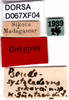 CollectionObject 1584229; f63ec04f-f5e7-453c-a1f1-bcad2031107f, DORSA D067XF04: labels (syntype). (CollectionObject).
