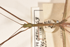 CollectionObject 1559545; daab65d1-a490-4925-9187-c093a27b59df: copyright OUMNH. male: head & thorax, dorsal view of Necroscia iolas (holotype). (CollectionObject).