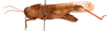 CollectionObject 2704308; CNMS 2965, 0037fd74-b194-4438-8550-5d3f8694319e, CNMS 2965: lateral view. male (paratype). (CollectionObject).
