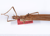 CollectionObject 1559056; d2450f87-5c5a-4c86-8ec3-1d90845548af: copyright ANSP. female: head & thorax, dorsal view (holotype). (CollectionObject).