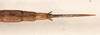 CollectionObject 1558938; 6105b0e8-f12f-4716-b106-0999b90f2af6: copyright OUMNH. female: end of abdomen, dorsal view of Necroscia styligera (holotype). (CollectionObject).