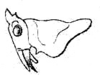 Ischnophyllus viridipennis Redtenbacher, 1891: Pl. III, Fig. 5. male head and pronotum, lateral view (pronotum length 4.5 mm). (Otu).