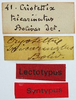 CollectionObject 1506078; 464e72f9-eece-4b52-9955-829c13f06feb: labels (lectotype). (CollectionObject).