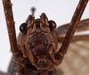 CollectionObject 1534533; ec74f7e7-3675-4fc2-ad14-1bdfdc7e5ae6: female face (type of Cecentromenus marmoratus). (CollectionObject).