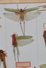CollectionObject 2376978; bb371f53-4fb4-4895-8d57-75e746bdada8: males, on drawer (syntypes). (CollectionObject).