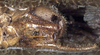 CollectionObject 1531743; 16cf3950-c139-4730-b711-cf15cd786cc3: male subgenital plate (holotype). (CollectionObject).