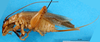 CollectionObject 1580112; d4606775-b3cc-4c90-ac40-8dd26cc89087: female, lateral view (syntype). (CollectionObject).