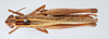CollectionObject 2833379; CNCI 981372, d8d8d7b9-dad5-469e-ad3e-c582b1b914c4: Choroedocus capensis. Dorsal view. (CollectionObject).