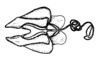 Aucacris bullocki Rehn, 1943: Fig. 24. female, spermatheca and ventral valve. (Otu).