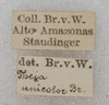 CollectionObject 1532279; dabf441d-7d96-4bf9-aa8c-20a448a305fc: labels (syntype). (CollectionObject).