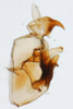 Pygofer, lateral view on Delphacodes lappae Beamer, 1947: (Observation).