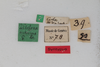 CollectionObject 1505573; d6cf464d-97e0-4b8e-81a9-007331000598: Female, labels (syntype). (CollectionObject).