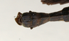 CollectionObject 1558268; f3dad98e-bffc-419f-b891-eed915efa757: copyright MIZ, Warsaw. male: end of abdomen, dorsal view (syntype). (CollectionObject).;CollectionObject 1558269; b4cef16c-4cb8-45c5-b455-7adc37dbc9d4: copyright MIZ, Warsaw. male: end of abdomen, dorsal view (syntype). (CollectionObject).