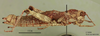 Orchamus yersini davisi Uvarov, 1949: Acinipe davisi: female, lateral view (holotype). (Otu).