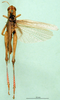 CollectionObject 1501941; a161c69f-912d-4df6-939b-fe370270a773: male, dorsal view (paratype of Eyprepocnemis ibandana longipennis). (CollectionObject).