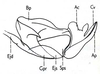 Gymnobothrus temporalis (Stål, 1876): Fig. 73.4. endophallus, lateral view. (Otu).