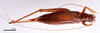 CollectionObject 1538189; e23bed4d-b1da-4799-9256-e18f3de4908b: female, dorsal view (holotype). (CollectionObject).
