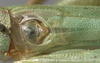 CollectionObject 1505694; 71d9b173-705e-483f-858c-efaff0dcd09e: male, stridulatory area (syntype of Conocephalus aztecus). (CollectionObject).