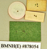 Hyporhicnoda reflexa (Saussure & Zehntner, 1893): Holotype, male, labels, reverse. BMNH(E)#878054. (Otu).