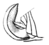 Steirodon (Posidippus) barellum (Pictet, 1888): Pl. 1, Fig. 4b. ovipositor. (Otu).