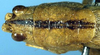 CollectionObject 1516751; 97e4eae8-f6b1-4f9a-b16e-bdfa630a80e2: female head and pronotum, dorsal view (lectotype). (CollectionObject).