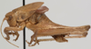 CollectionObject 1527078; 464eb255-9809-408c-8da7-939f767d2f89: male, lateral view (holotype). (CollectionObject).