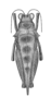 Hovacris undulata Rehn, 1930: Plate 18, Fig. 4 (after type). female, dorsal view. (Otu).