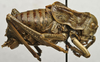 CollectionObject 1534969; a015015c-4df0-4adb-b9ed-50020f00244b: male, lateral view (lectotype). (CollectionObject).