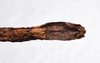 CollectionObject 1580889; b812f9f3-dfae-4f75-8bff-07e835a9b45c: copyright FRCS, Sabah. female: end of abdomen, ventral view (holotype). (CollectionObject).