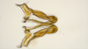 Aedeagus, ventral view: (Observation).